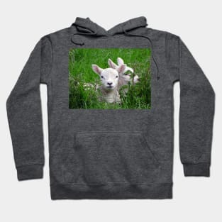 The Nettle Nestlers Hoodie